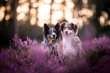 Australian Shepherd im Heidekraut