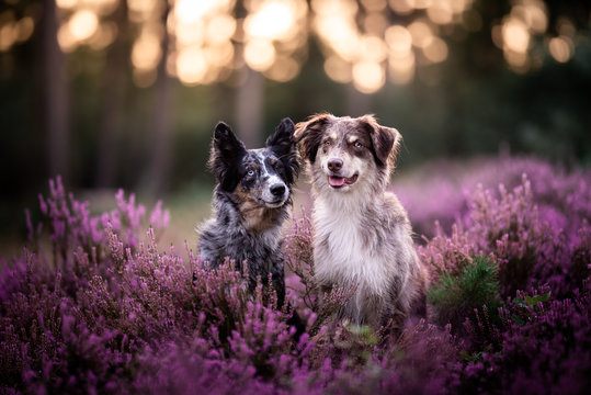 Australian Shepherd im Heidekraut
