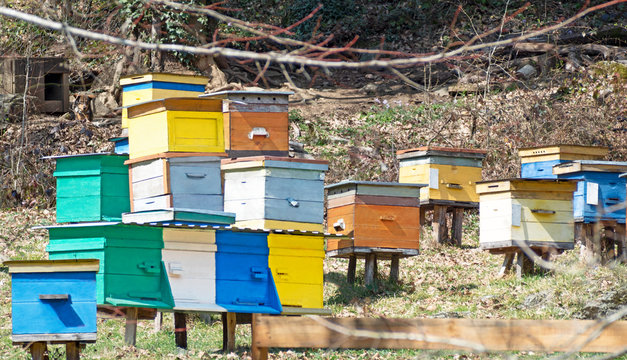Apiary with group of color wooden beehives for honey bees