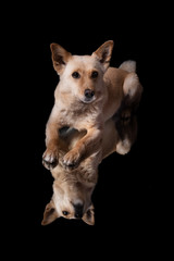 Hunde gespiegelt vor schwarzem Hintergrund