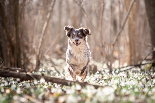 Australian Shepherd im Fr&uuml;hling in den Schneegl&ouml;ckchen 