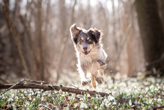 Australian Shepherd im Fr&uuml;hling in den Schneegl&ouml;ckchen 