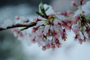 春の雪と桜。春の東京の雪景色。Snow and Sakura. Beautiful Japanese Cherry Blossoms with snow.