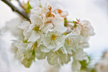 Detail of cherry blossoms