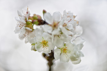 Detail of cherry blossoms