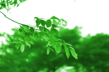 Closeup nature view of green leaf on blurred greenery background in garden with copy space for text using as summer background natural green plants landscape, ecology