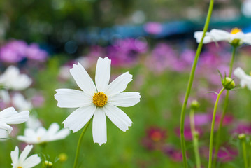 Innocent white flower stand out beautifully from green leaves background