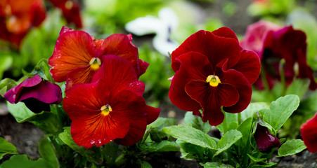 Beautiful red viola flowers close up