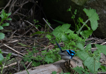Superb Fairy Wren amongst green foliage