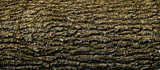 old poplar bark, daylighting, close-up, botanical garden in Minsk, backgrounds and textures, March 2020