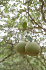 Pomelo fruit is almost ripe on tree in the garden