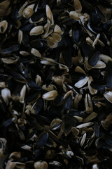 Close-up of peel of sunflower seeds. Waste from seeds background.