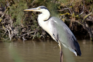 Ardea cinerea