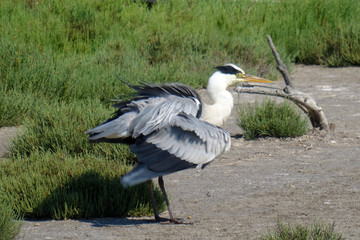 Ardea cinerea