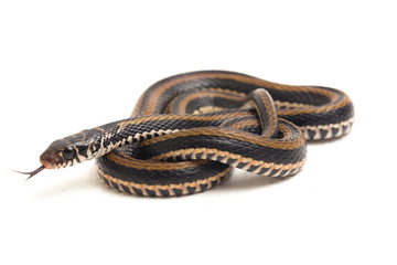 The striped keelback, Xenochrophis vittatus, is a species of snake found mainly in Indonesia...