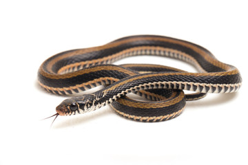 The striped keelback, Xenochrophis vittatus, is a species of snake found mainly in Indonesia...