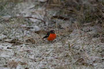 Robin in the snow in the Australian High Country