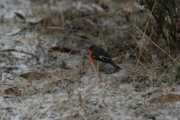 Robin in the snow in the Australian High Country