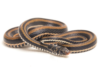 The striped keelback, Xenochrophis vittatus, is a species of snake found mainly in Indonesia...