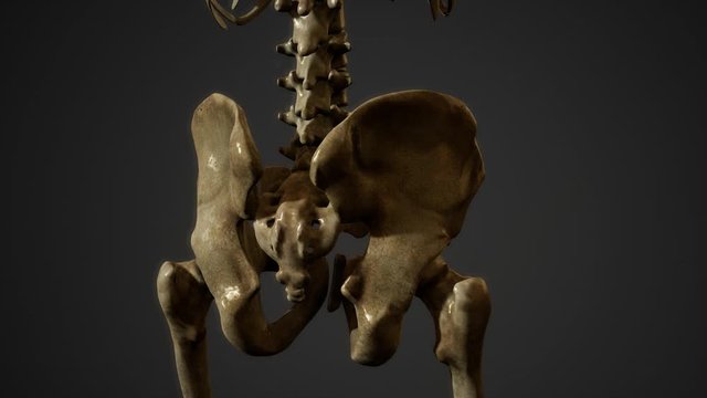 bones of the Human skeleton