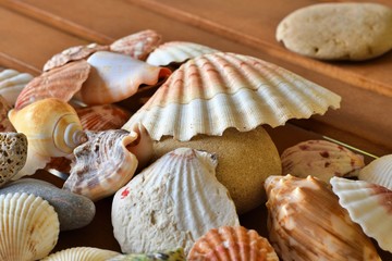 Collection of the seashells 