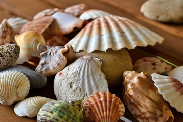 sea shells on the beach