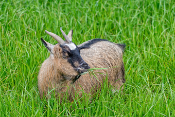 Goats eating grass in the field
