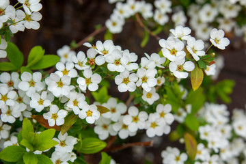 白い小さな花（ユキヤナギ）
