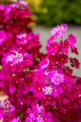 プリムラ・マラコイデス（化粧桜）