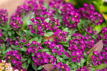 紫のスイートアリッサム