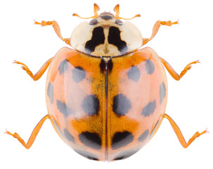 Harmonia axyridis, most commonly known as the harlequin, multicolored Asian, or simply Asian ladybeetle, is a large coccinellid beetle. Dorsal view of ladybeetle isolated on white background.