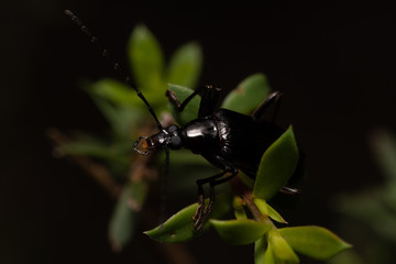 Strange beetle