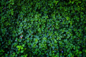Green leaves wall texture of the tropical forest plant,on background