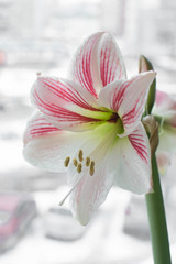 hippeastrum stamen pestle petal pink white green aroma flower indoor