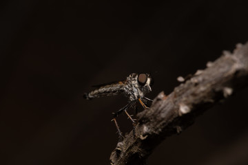 Robber fly on a twig