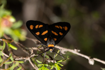 Orange and black moth from Australia