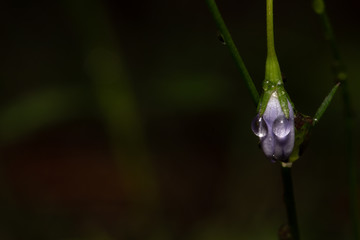 Face on a flower
