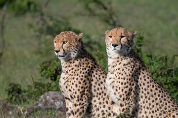 two cheetahs looking for food