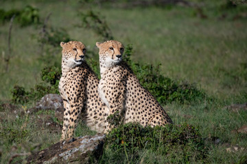 Pair of cheetahs sitting side by side in Masai Mara