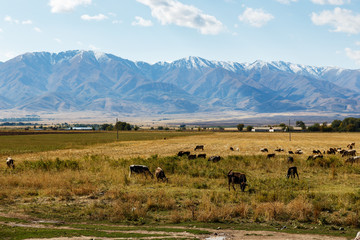 Fototapeta na wymiar cows and sheep graze in a pasture near the mountains in Kazakhstan
