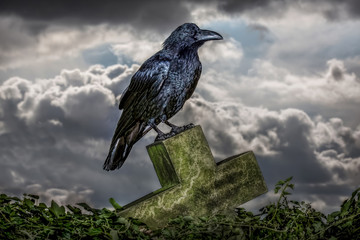 Male Raven perched on an old gravestone looking away from the camera
