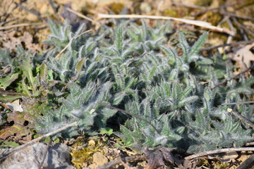 Cotton thistle