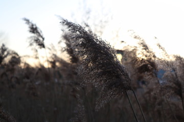 Dark grasses during sundown in front of road