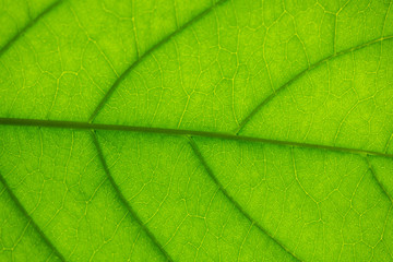 Plakat veins in a leaf against the light