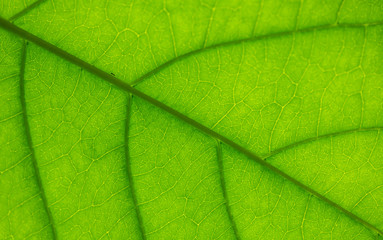 Fototapeta na wymiar veins in a leaf against the light, with an ant crawling on the middle