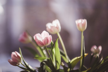 Beautiful pink and purple tulips in light room