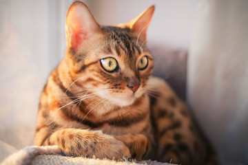 Bengal cat with green eyes is lying and staring at something