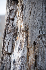 bark tree wood gray poplar