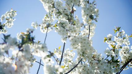 Blossoming cherry trees  in spring