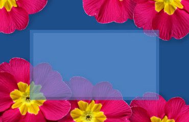 Vibrant Spring flowers frame, bright cerise pink primulas on a classic blue background. Central copyspace in light blue.